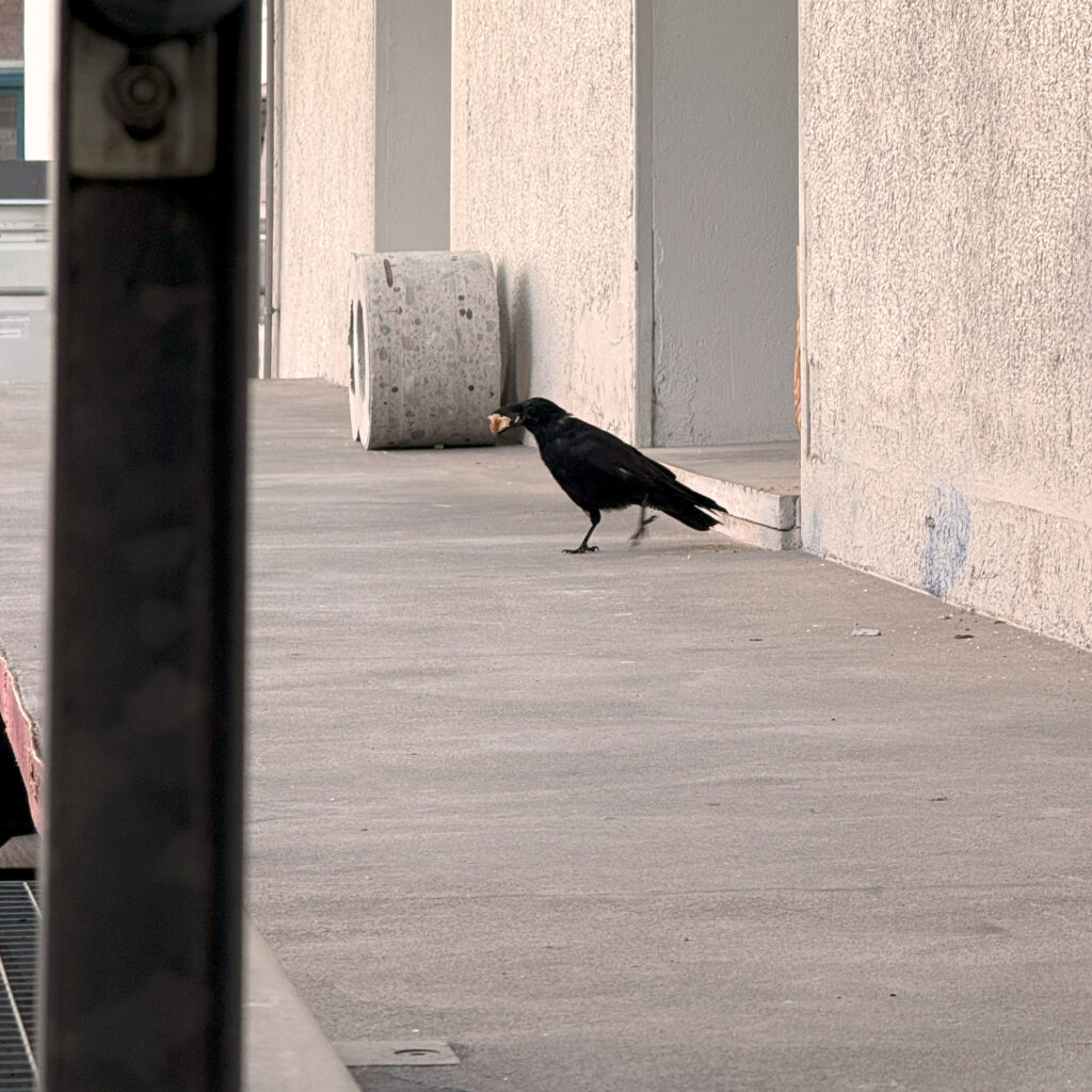 HalterDeDonno_250826_Herr Rabe